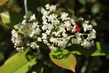 Red photinia ornamental residential tree spring bloom bud	