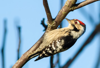 Lesser Spotted Woodpecker, Dryobates minor, Dendrocopos minor. The smallest woodpecker sits on a tree branch