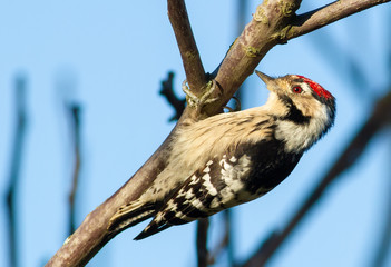 Lesser Spotted Woodpecker, Dryobates minor, Dendrocopos minor. The smallest woodpecker sits on a...
