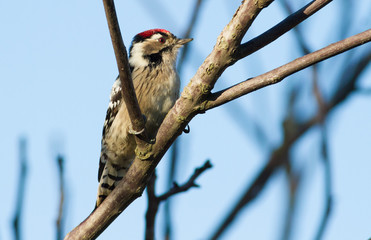 Lesser Spotted Woodpecker, Dryobates minor, Dendrocopos minor. The smallest woodpecker sits on a tree branch