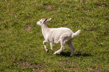 Small goat playing on field