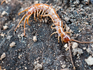 Scolopendra cingulata, also known as a millipede or centipede in southern Russia