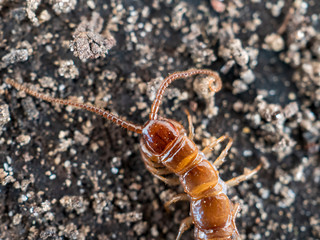 Scolopendra cingulata, also known as a millipede or centipede in southern Russia