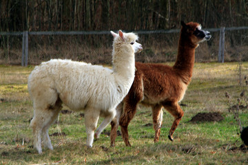 Alpaca, Camel species, Animal, Thuringia, Germany, Europe