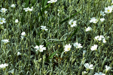 Fototapeta premium The abundance of blooming wild flowers in the meadow in spring time