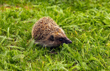 Naklejka na ściany i meble Hedgehog, wild, local, European hedgehog emerging from hibernation in green grass. Space for copy.