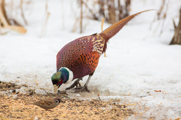 Common Pheasant, Phasianus colchicus. On a frosty winter morning, a bird stands in the snow and eats plant seeds