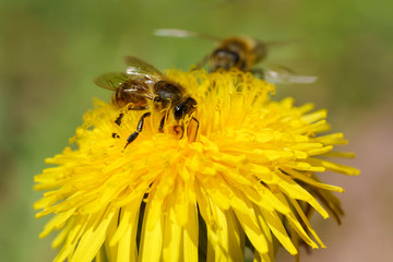 Honey  bees on a dandelion flower close-up. Place for text.