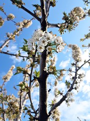 blooming apple tree