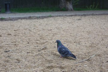 on the sandy shore dove
