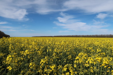 yellow rapeseed field