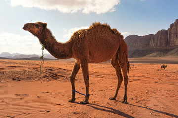 Three camels, one large animal in foreground, walking on orange red sand of Wadi Rum desert, mountains background