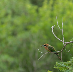 White Fronted Bee - Eater