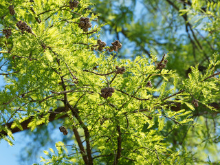 Metasequoia glyptostroboides | Urweltmammutbaum oder Chinesisches Rotholz mit unregelmäßig...