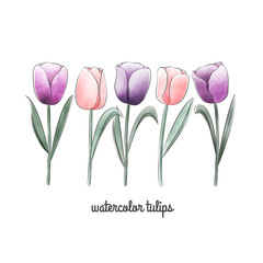 Watercolor floral elements. Pink and purple tulips