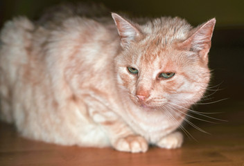 Light brown or beige cat with green eyes, resting on the floor