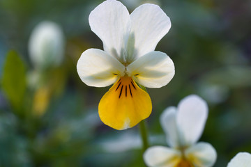 Field Pansy  (Viola arvensis ) close-up. Place for text.