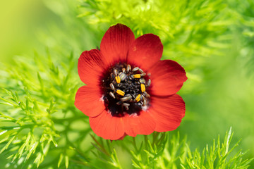 Flower pheasant's eye (Adonis aestivalis),  a medicinal and ornamental plant