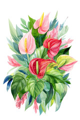 watercolor  bouquet of flowers anthuriums, protea, leaves, eucalyptus on an isolated white background, hand drawing