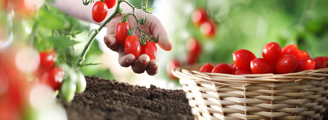work in vegetable garden hand and basket full of fresh tomatoes cherry from plant, panoramic image