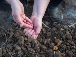 young extravagant woman in farmer's plaid shirt is planting carrot seeds in prepared garden bed. Dark spring land takes plant seeds. Hands close up