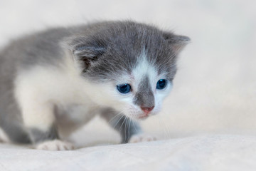 Naklejka na ściany i meble Small kitten with blue eyes on a light background, portrait of a small cat close up