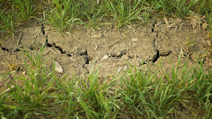 Very drought dry field land wheat Triticum aestivum, drying up soil cracked, climate change,...