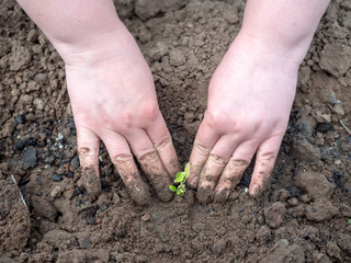 Extravagant woman genius gardener. Woman's hands sprouts vegetables pepper, eggplant, tomato in prepared garden. Fresh ground with prepared holes for seedlings