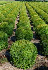 Fototapeta na wymiar Plantation of buxus boxwood plants in ball shape