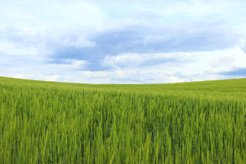 fresh green grain field in springtime