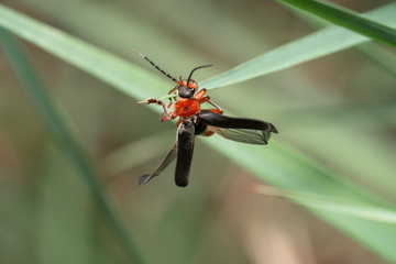 Beetle Cantharis rustica macro. The beetle is about to take off.
