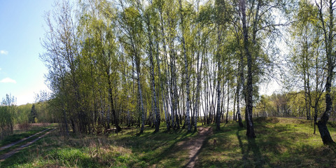 Fototapeta premium Spring walks in the forest.