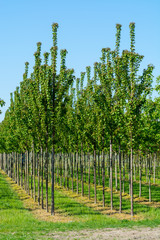 Fototapeta premium Plantation with rows of green garden decorative trees in different shapes