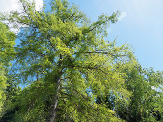 Fototapeta premium Metasequoia glyptostroboides | Urweltmammutbaum oder Chinesisches Rotholz 