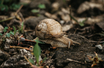 Snail on a leaf after rain
