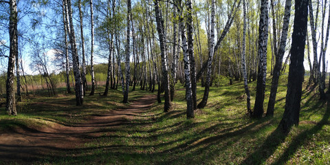 Obraz premium Spring walks in the forest.