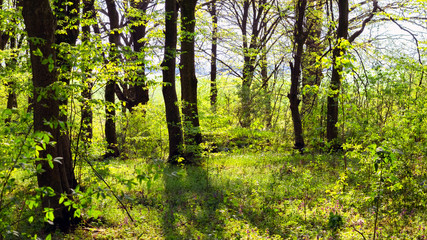 Fototapeta na wymiar Spring forest in sunny weather, spring background