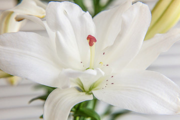 Beautiful White Lily flower close up detail in summer time. Background with flowering bouquet. Inspirational natural floral spring blooming garden or park. Ecology nature concept