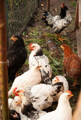 Rooster and chicken in the countryside. A bird walks freely in a chicken coop. A singing rooster in the early morning. Chickens in a chicken coop. Chicken in the chicken coop. Chickens in the farm on