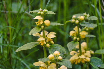 Nicht wegen deines Goldes! - Goldnessel mit Insekt