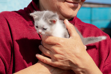 Small kitten in the arms of a woman in sunny weather