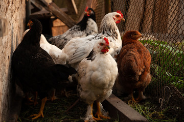 Rooster and chicken in the countryside. A bird walks freely in a chicken coop. A singing rooster in the early morning. Chickens in a chicken coop. Chicken in the chicken coop. Chickens in the farm on