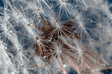 dandelion and water drops for background!