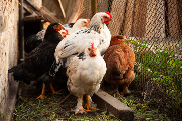 Rooster and chicken in the countryside. A bird walks freely in a chicken coop. A singing rooster in the early morning. Chickens in a chicken coop. Chicken in the chicken coop. Chickens in the farm on