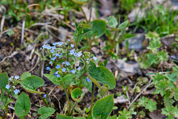 forget-me-not spring flowers in the country