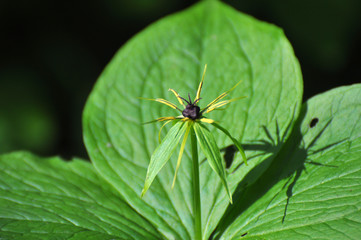 In spring, paris quadrifolia blooms in the forest