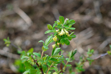 honeysuckle bush with flower on the background of the earth