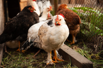 Rooster and chicken in the countryside. A bird walks freely in a chicken coop. A singing rooster in the early morning. Chickens in a chicken coop. Chicken in the chicken coop. Chickens in the farm on