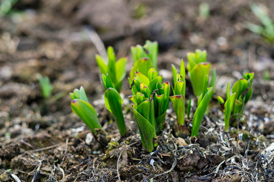 colchicum bush with blurry background