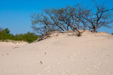 Desert nature landscapes in national park De Loonse en Drunense Duinen, North Brabant, Netherlands